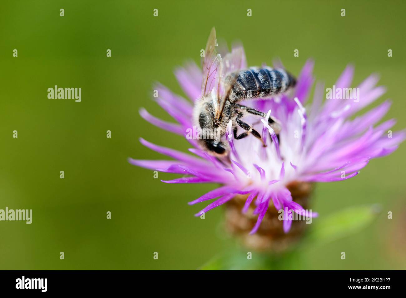 Bee up close hi-res stock photography and images - Alamy