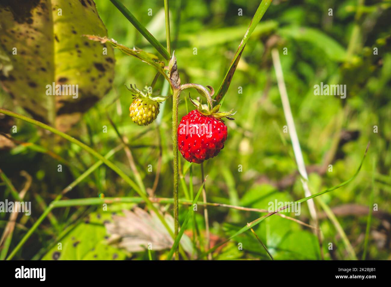 Tasty fresh wild strawberries hi-res stock photography and images - Alamy