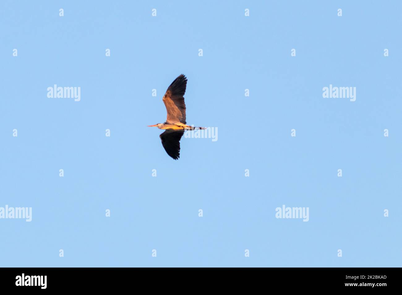 Mighty flying falcon or golden eagle (aquila chrysaetos) hunting for other birds, mice and rats as bird of prey in sky background and flying raptor with spreaded wings and brown feathers Stock Photo