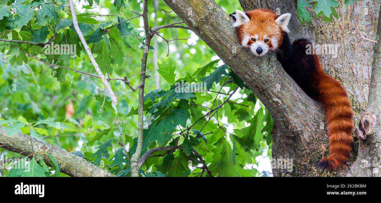 Red panda - Ailurus Fulgens - portrait. Cute animal resting lazy on a tree. Stock Photo