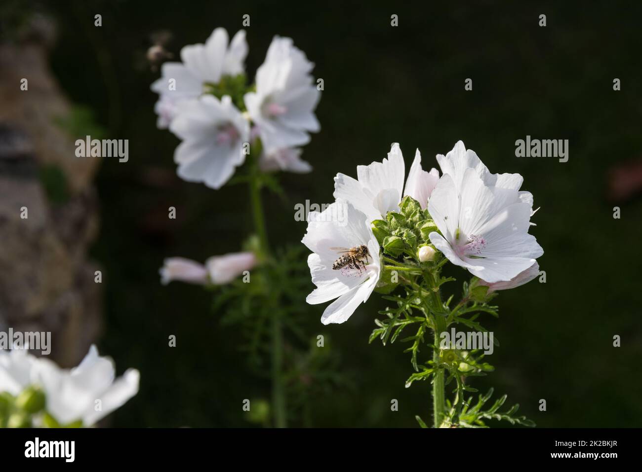 Meadow flower and wild plant Wild mallow with bee - vegetable and medicinal plant Stock Photo