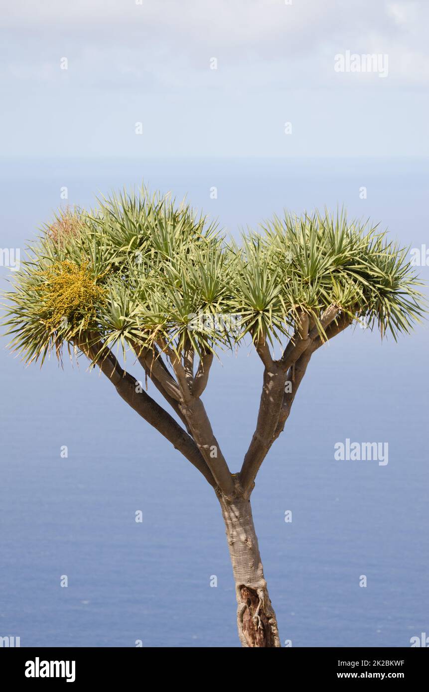 Canary Islands dragon tree Dracaena draco Stock Photo - Alamy