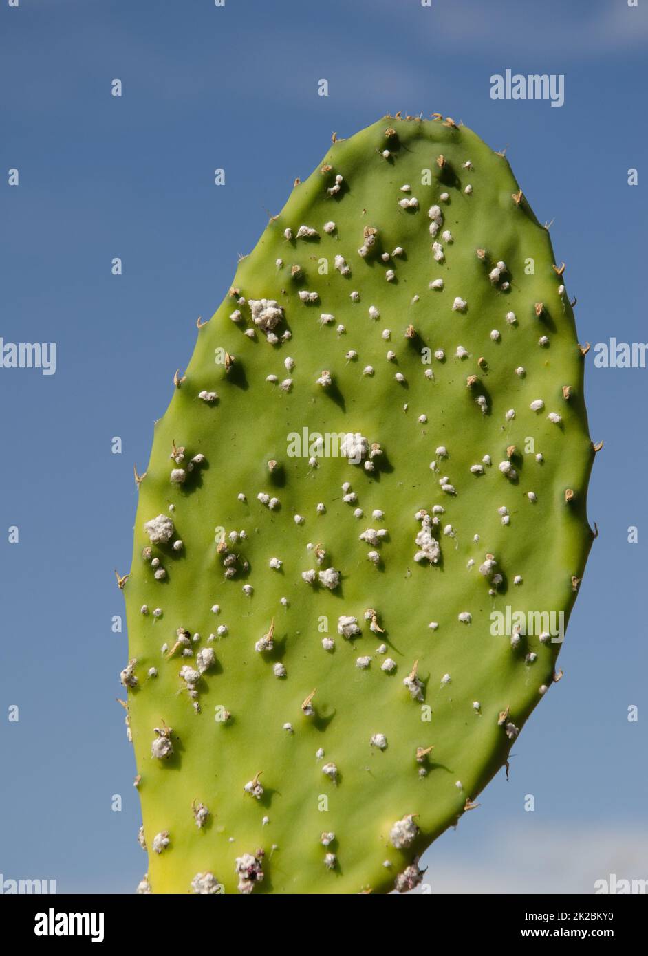 Pad of prickly pear infected by Mexican cochineal. Stock Photo