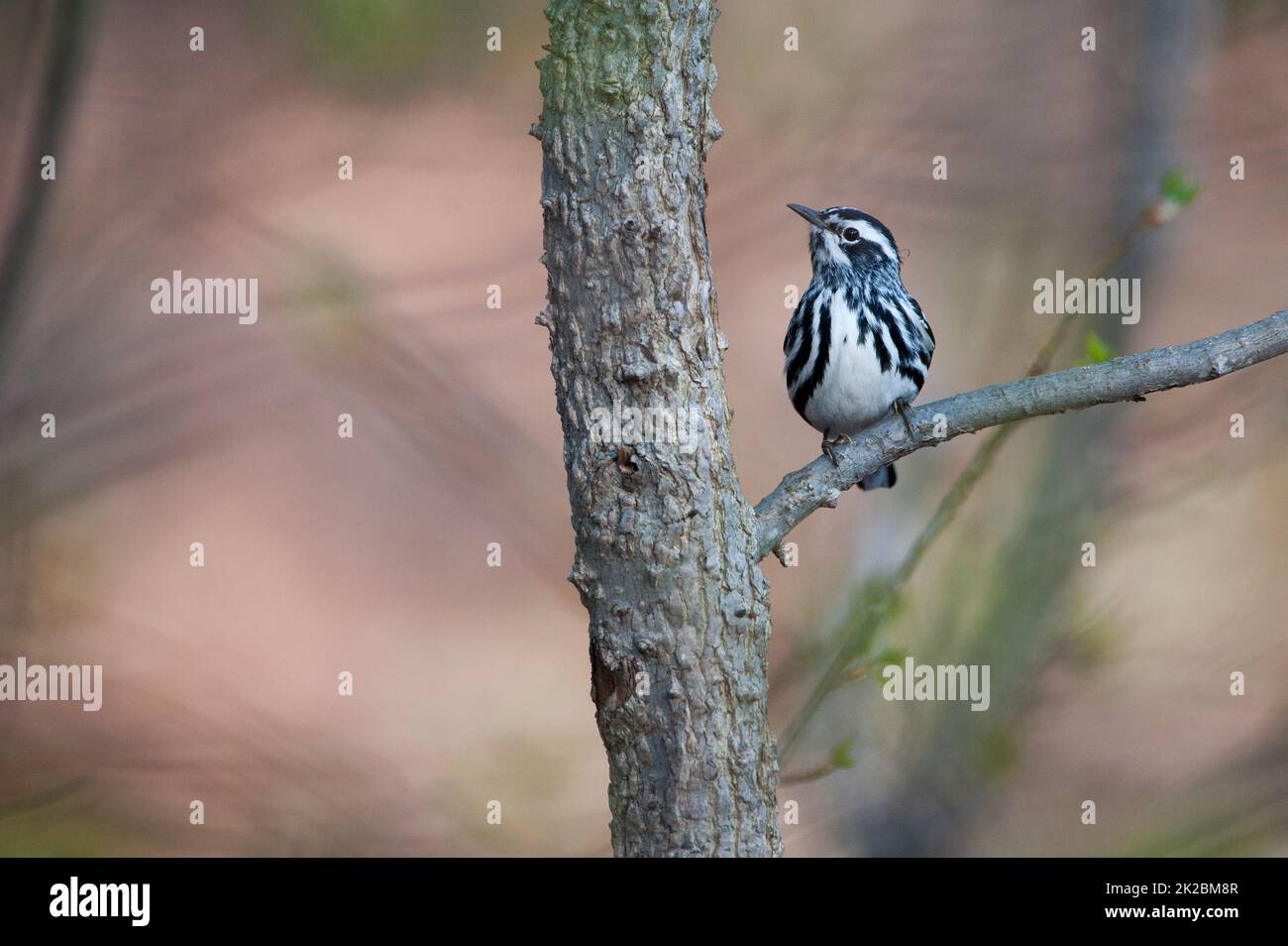 Black and White warbler during spring migration, Stock Photo