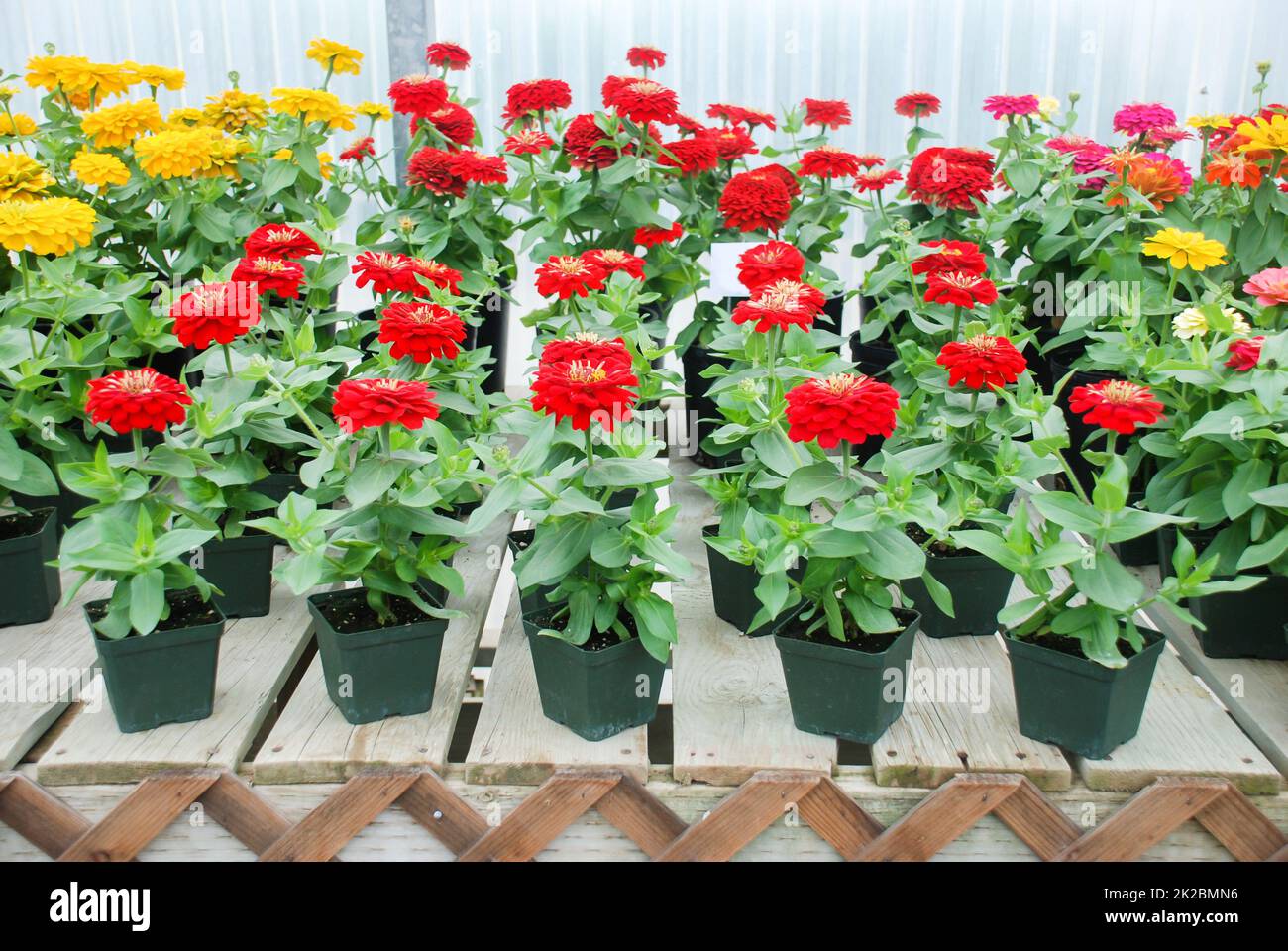 Zinnia growing in a pot with a shallow focus, dwarf zinnia Stock Photo