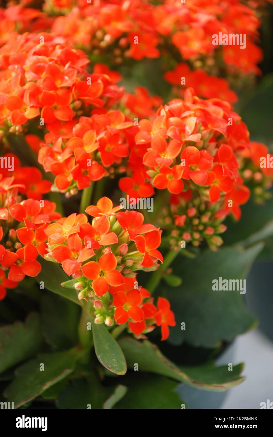 Kalanchoe plant with red flowers, Kalanchoe blossfeldiana Stock Photo