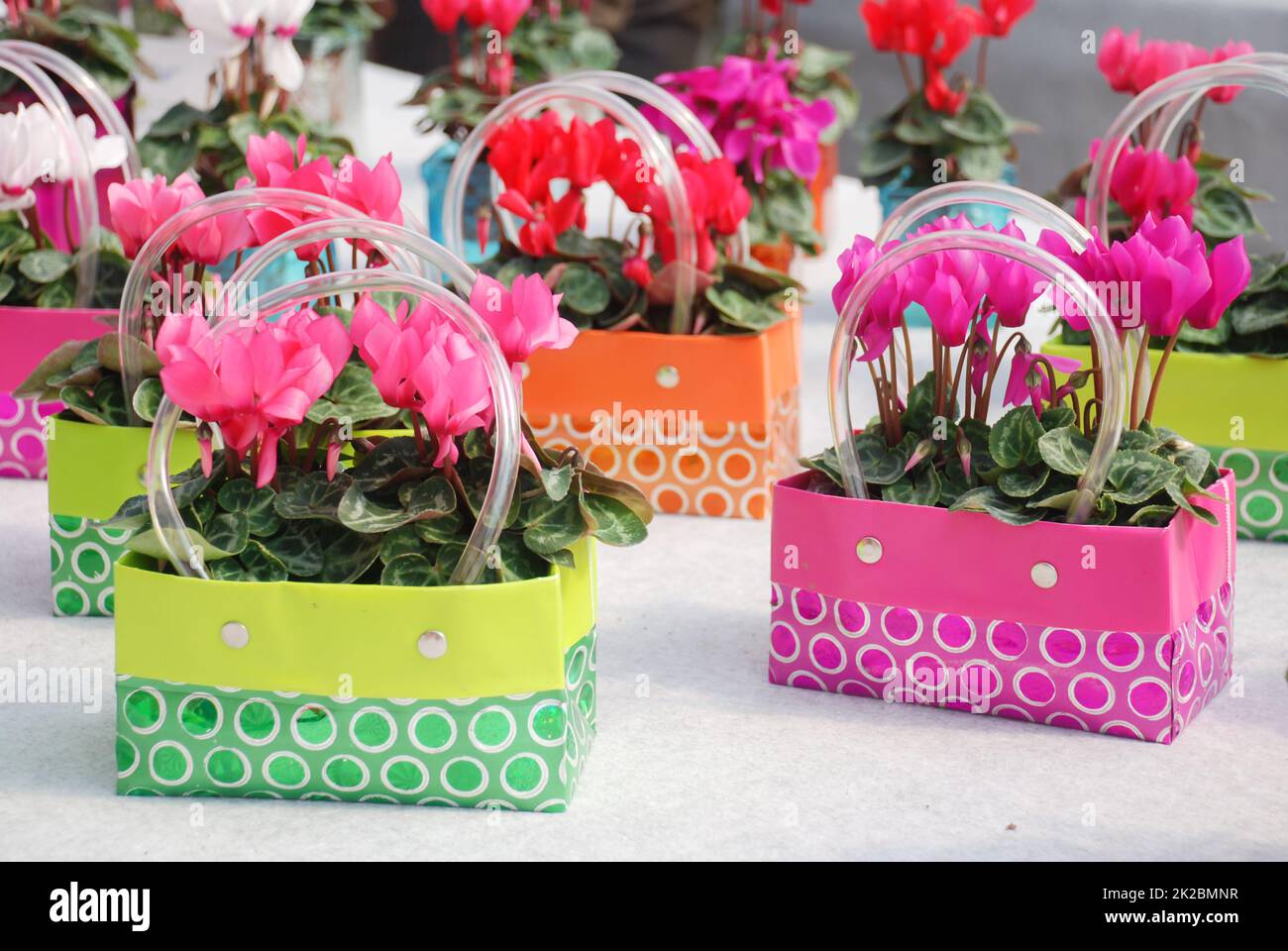 Cyclamen with pot bag in the nursery. Flower greenhouse. Primulaceae Family. Cyclamen persicum Stock Photo