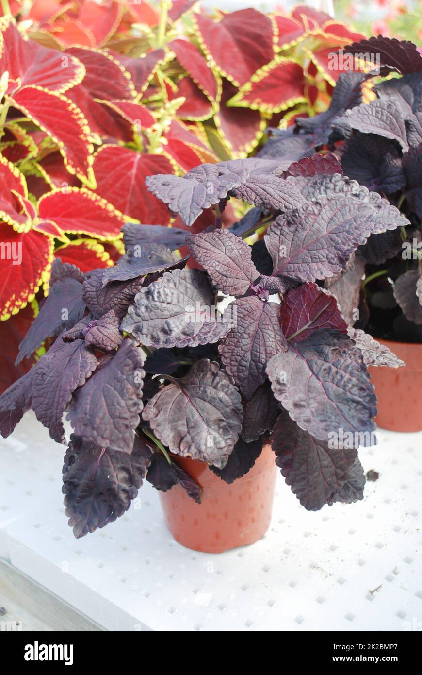 Red purple leaves of the coleus, Plectranthus scutellarioides Stock Photo