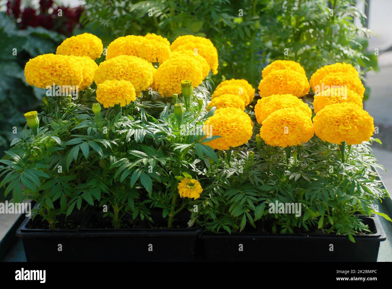 Marigolds Yellow Color (Tagetes erecta, Mexican marigold) Stock Photo