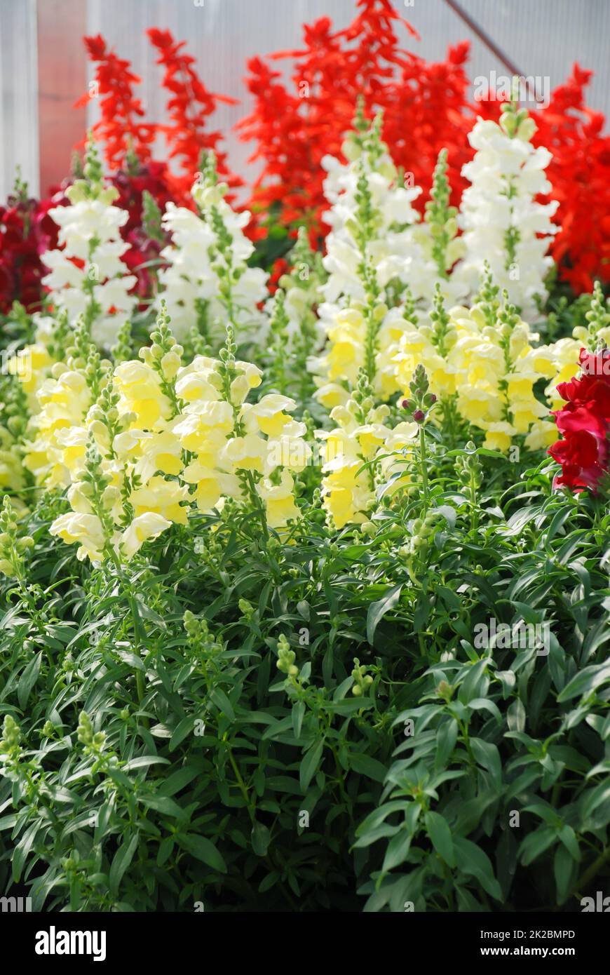 colorful Snapdragon (Antirrhinum majus) blooming in the garden background with selective focus Stock Photo