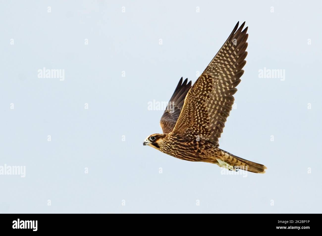 peregrine falcon in flight Stock Photo