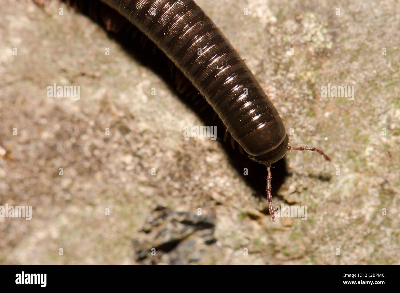 Upperside of a Portuguese millipede. Stock Photo