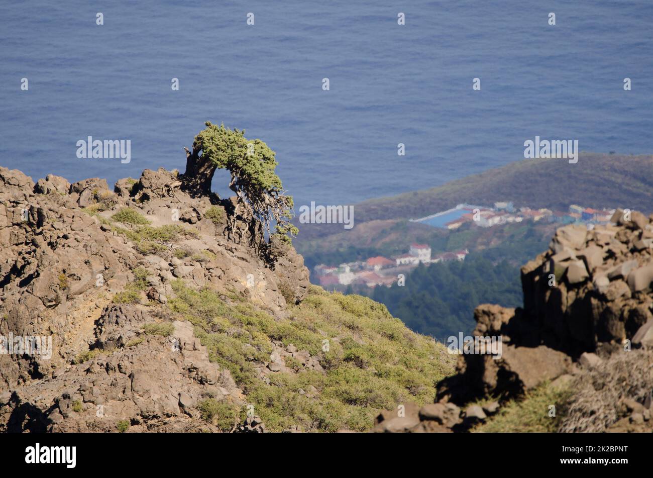 Canary Islands juniper Juniperus cedrus. Stock Photo
