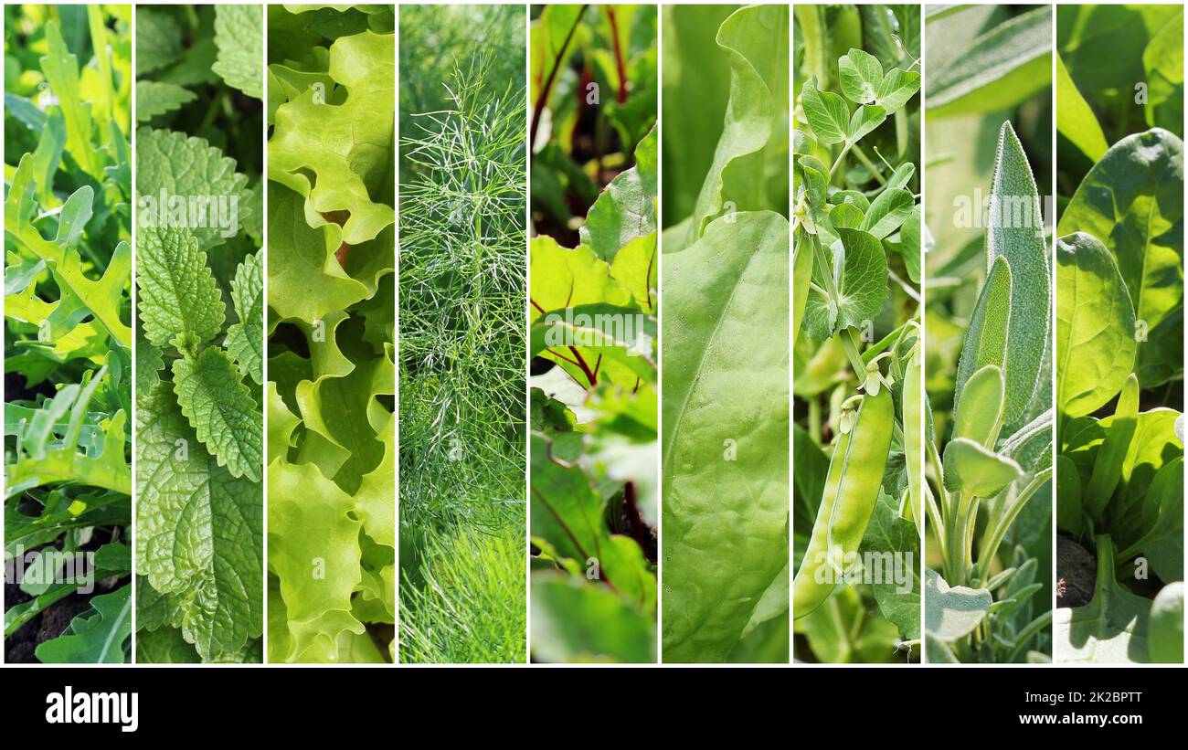 Collection of green leaves and vegetables. Spring backgrounds. Healthy eating consept. Gardening background Stock Photo