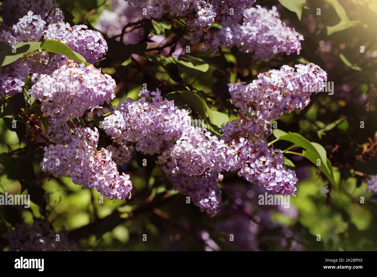 Beautiful flowering flowers of lilac tree at spring. Blossom in Spring. Spring concept Stock Photo
