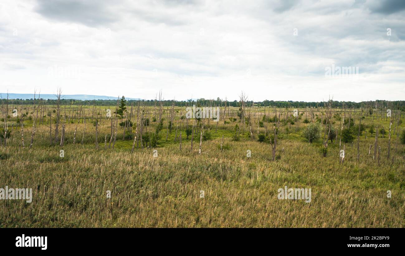 Drone view of a marsh with growing reed grasses and dead old trees Stock Photo