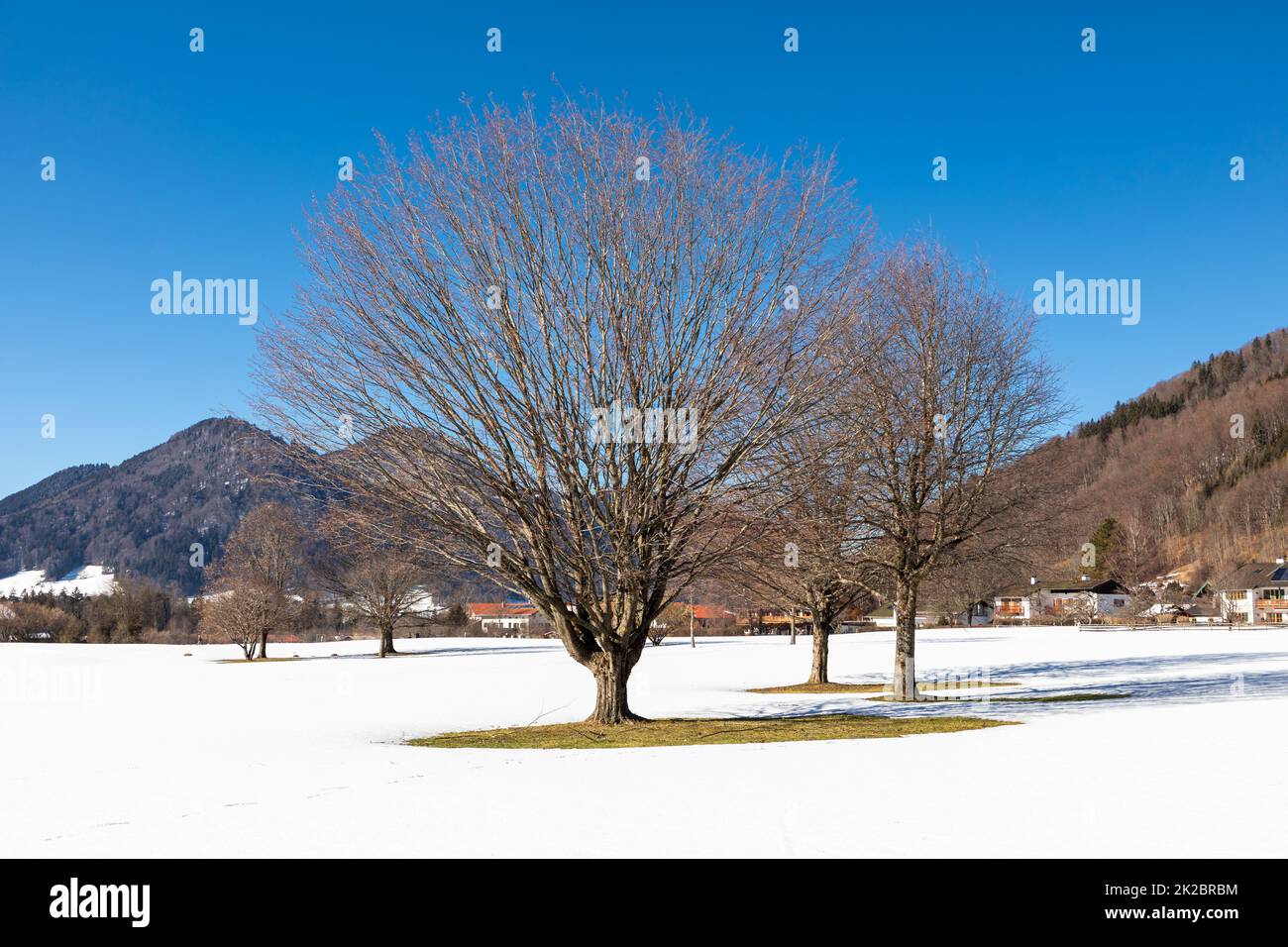 Trees in snowy Ruhpolding, Bavaria, Germany in front of mountain panorama Stock Photo