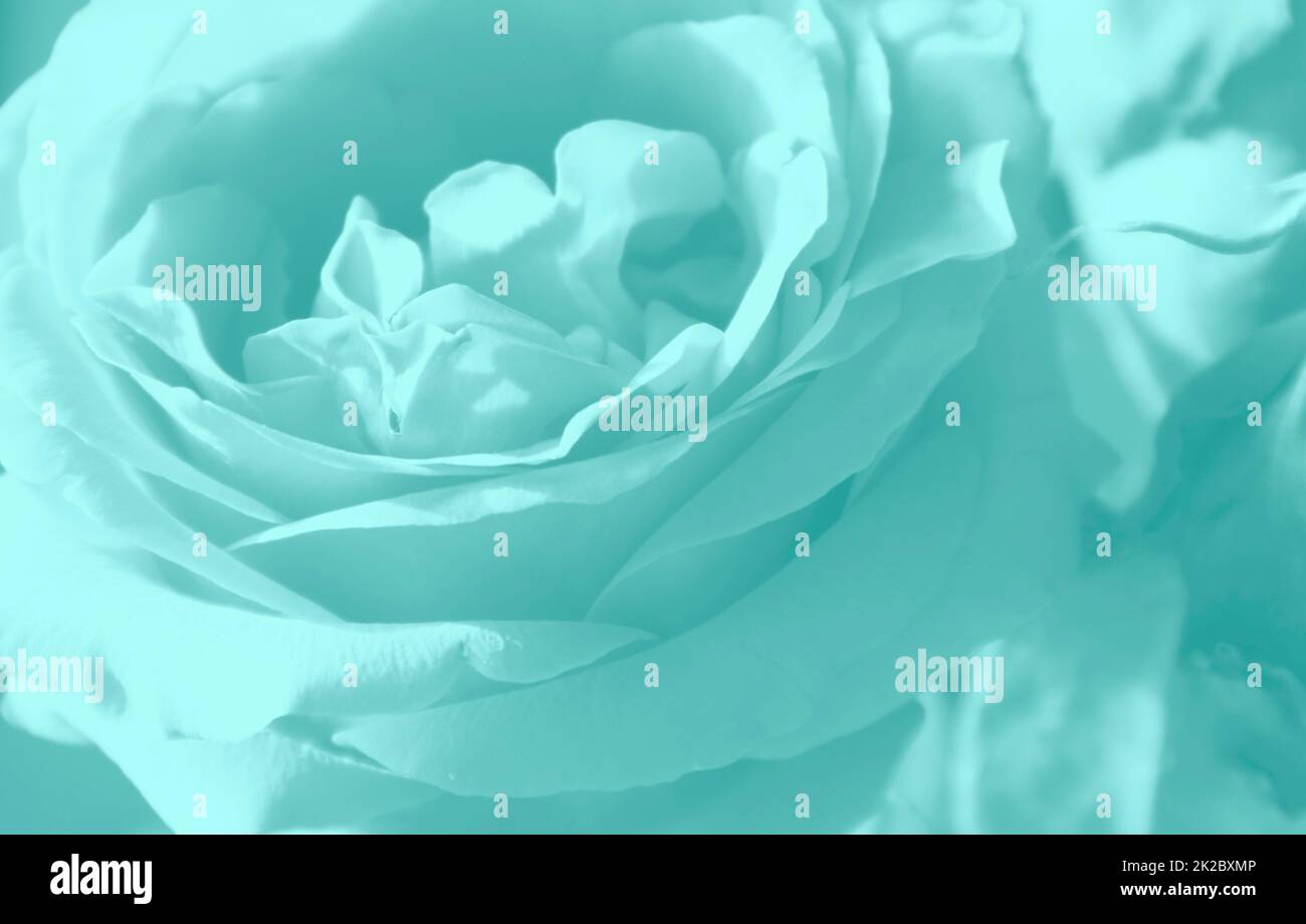 Close-up of one rose flower, delicate petals of a blue pastel tone. Flower postcard with selective focus, a postcard with a natural floral design Stock Photo