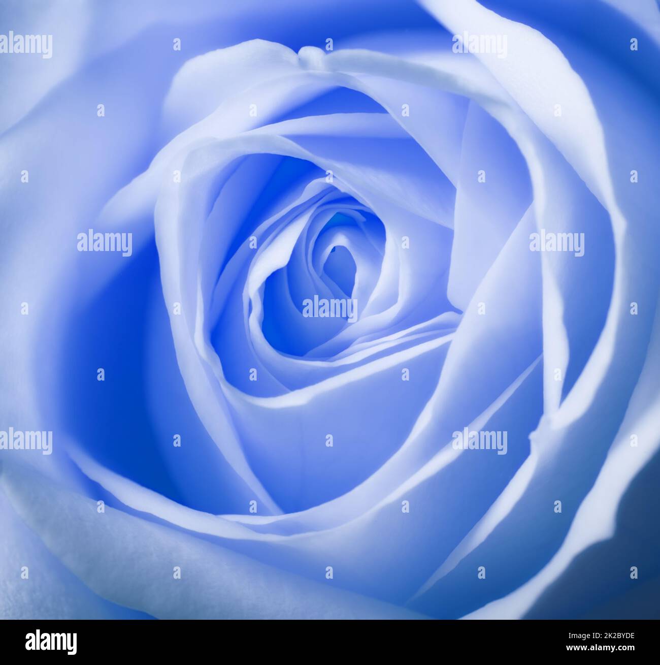 A blue rose. A macro photo of a beautiful blue rose Stock Photo Alamy