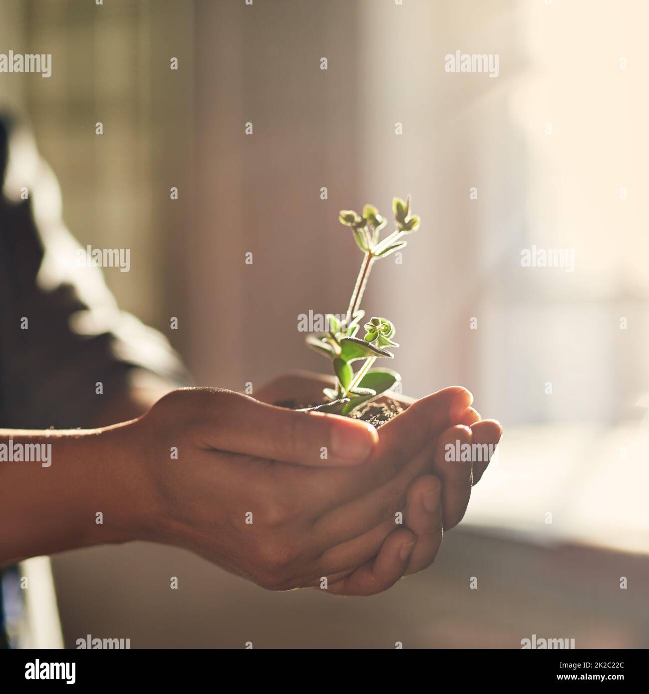 Supporting and nuturing growth. Closeup shot of a womans hands holding a seedling. Stock Photo
