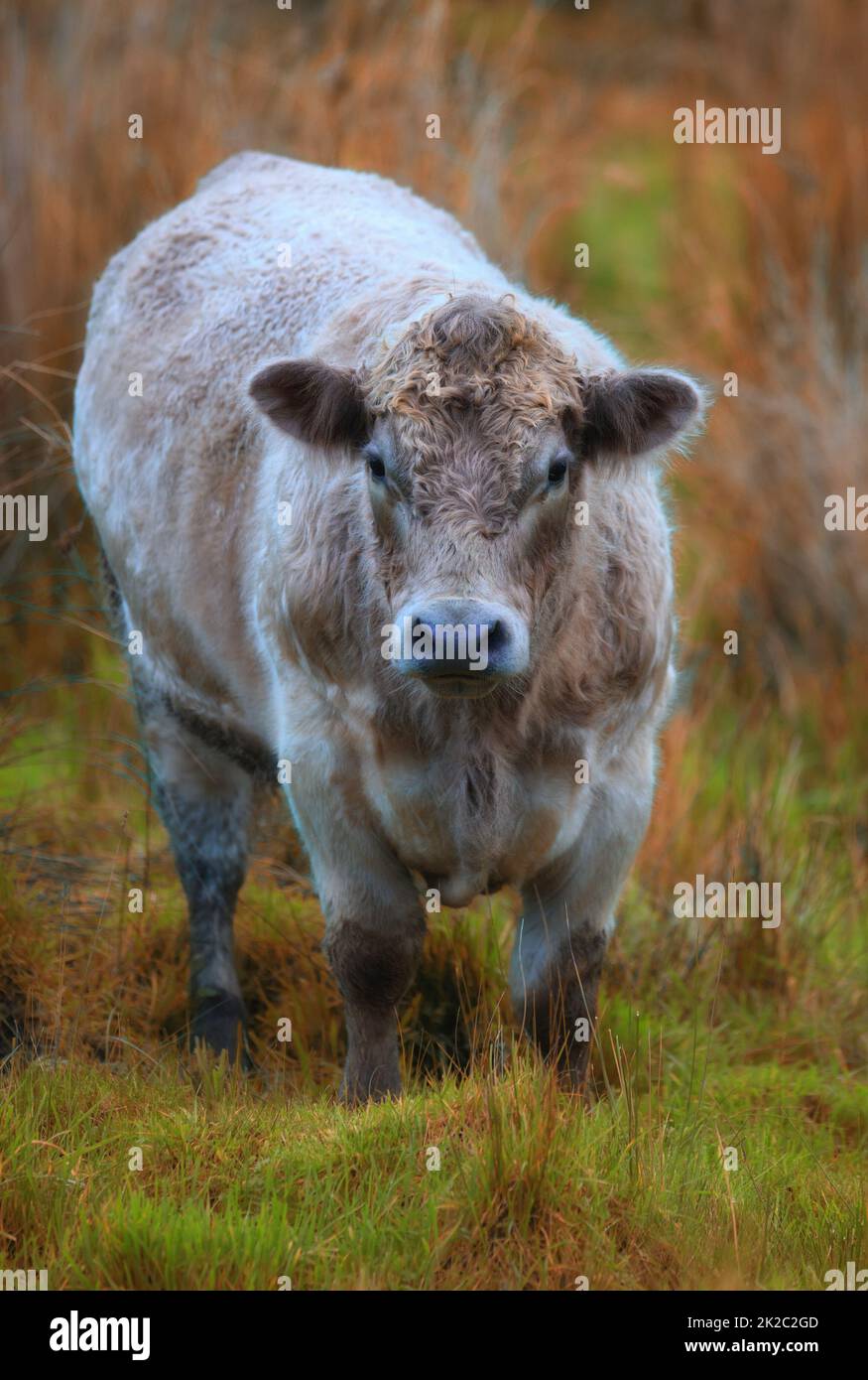 A photo of white cow in New Zealand. A photo of white cow in New