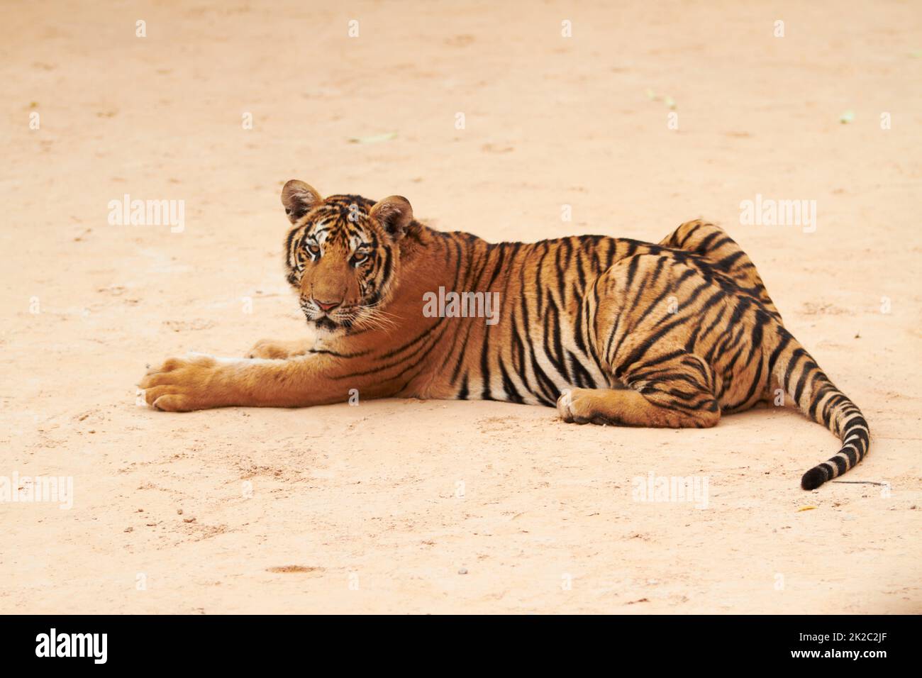 Hybrids Between Tiger Subspecies