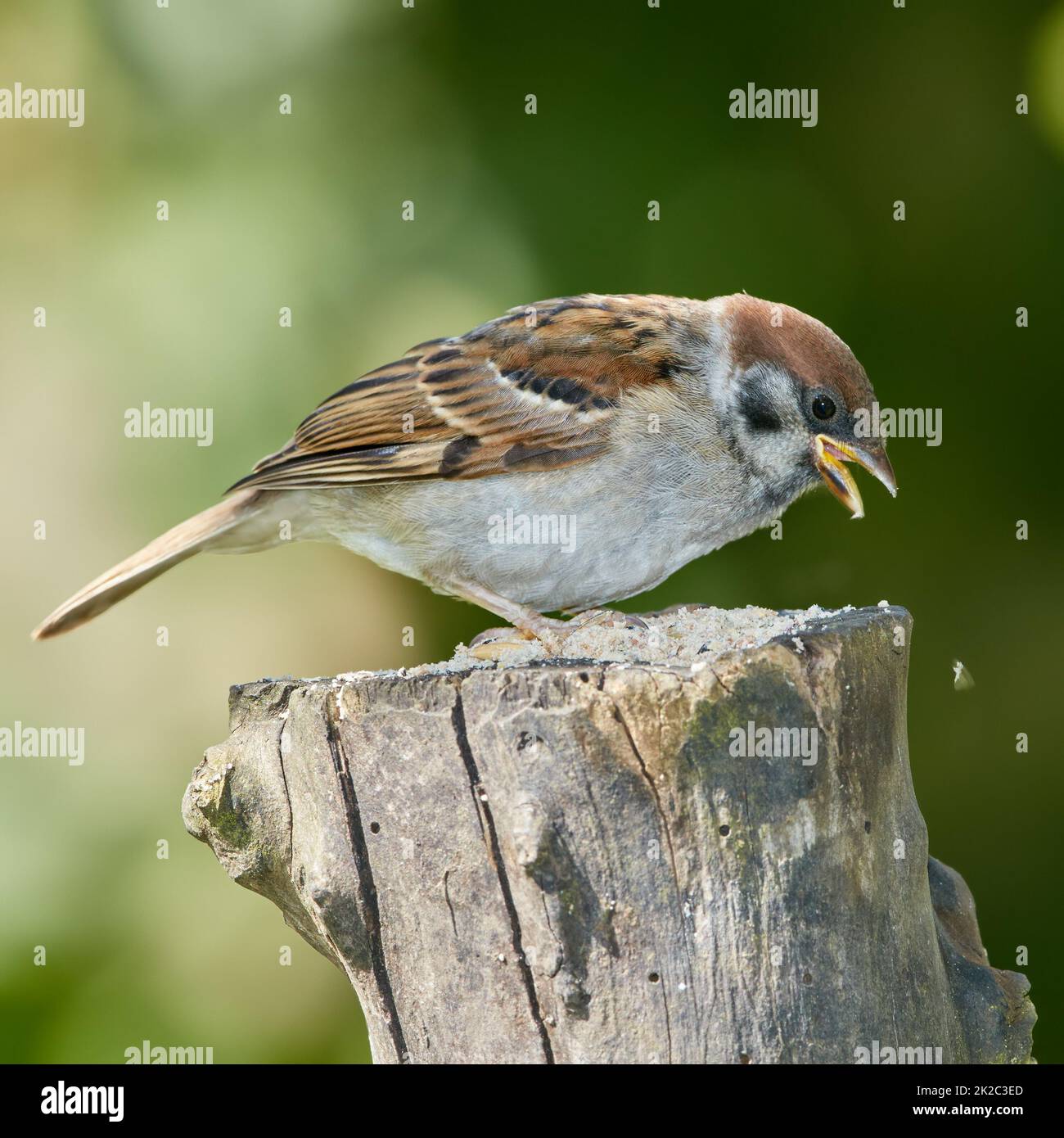 Sparrow. Sparrows are a family of small passerine birds, Passeridae. They are also known as true sparrows, or Old World sparrows, names also used for a particular genus of the family, Passer. Stock Photo