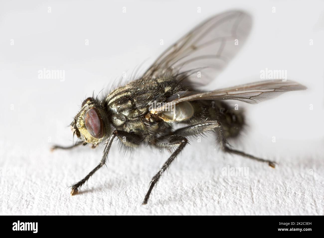 Housefly - Musca domestica. A photo of an ordinary housefly (Musca domestica). Stock Photo