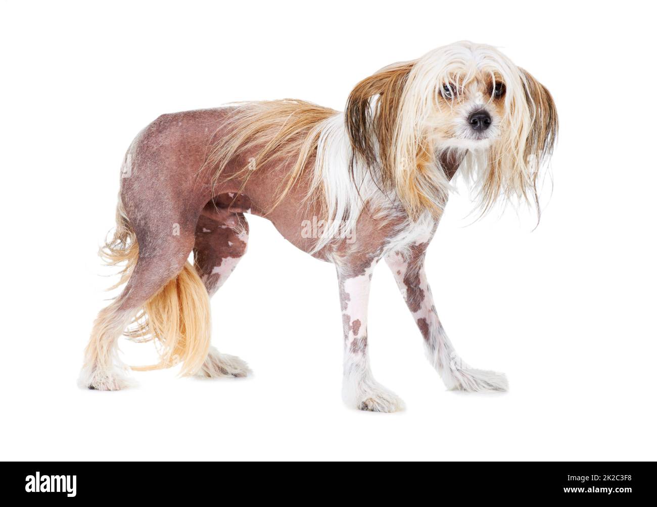 Will you take me home. A scared Chinese Crested dog looking at the camera. Stock Photo