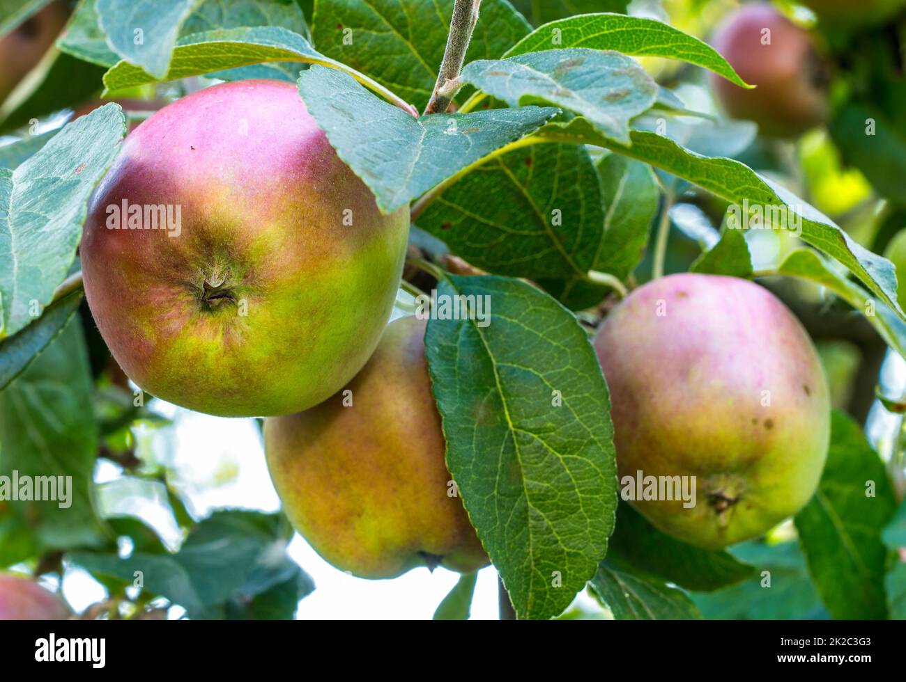 Apples. An apple a day keeps the doctor away. Stock Photo