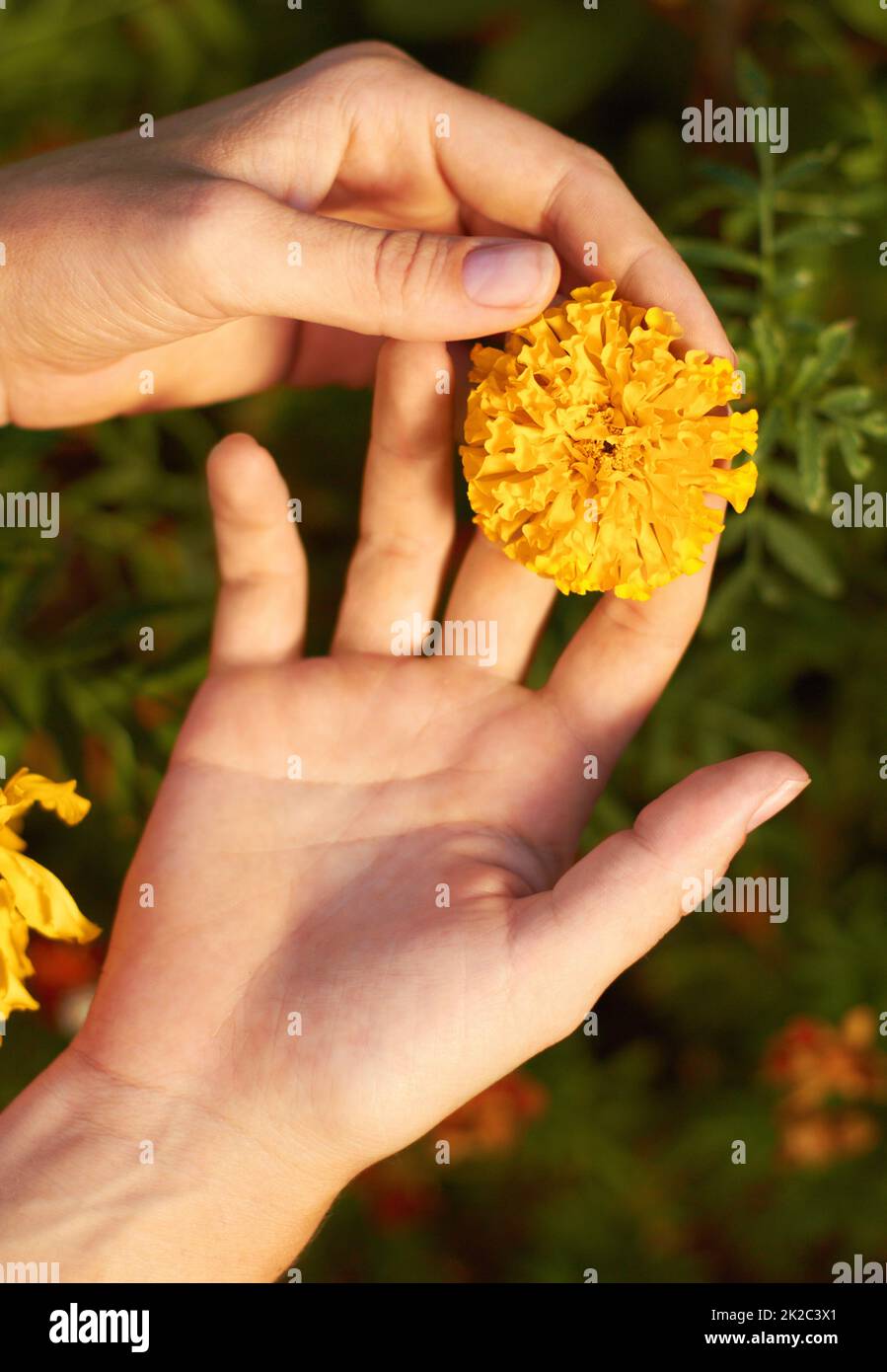 Appreciating Mother Natures gifts. Cropped shot of a woman holding a yellow fellow. Stock Photo