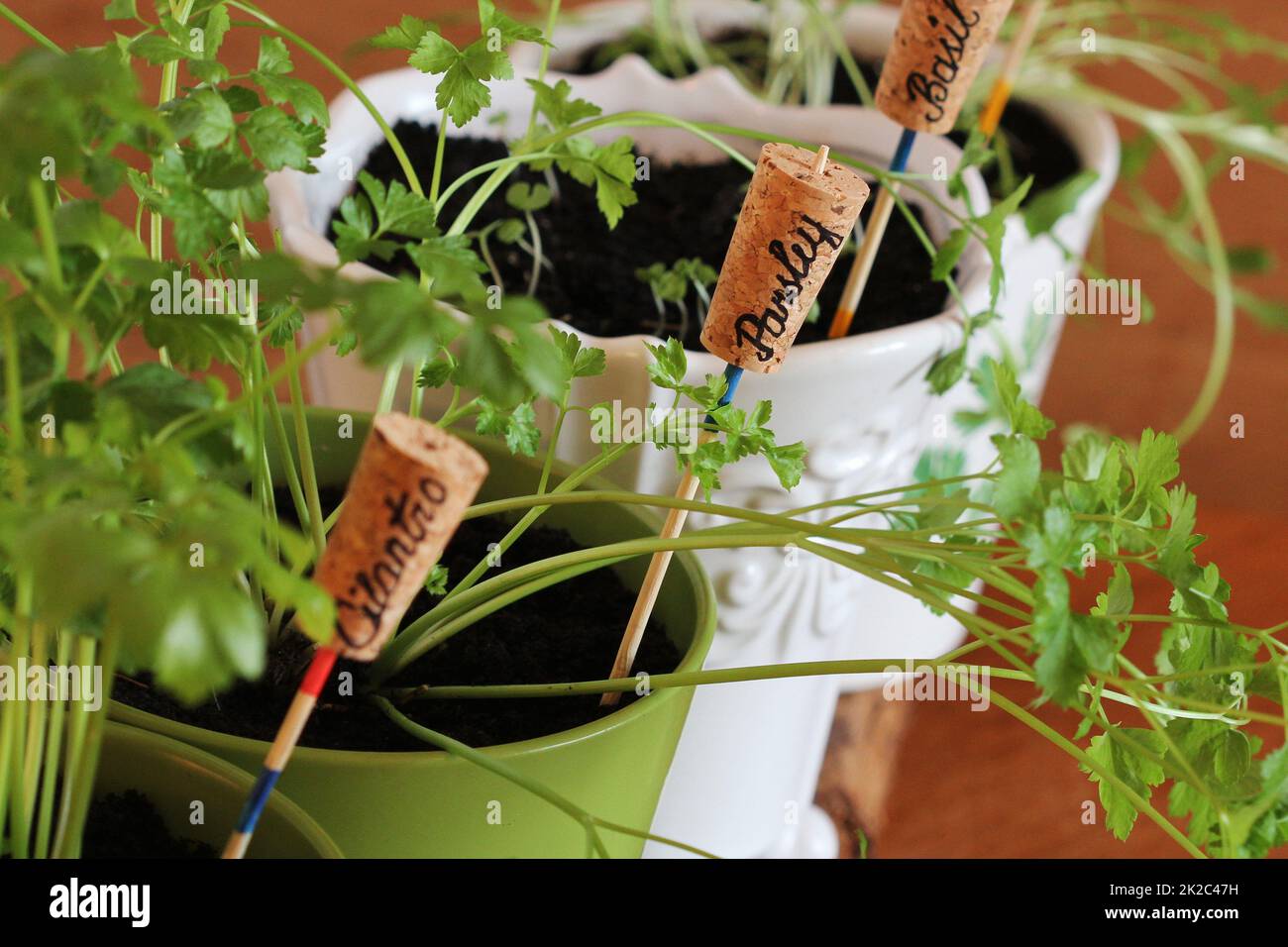 Plant markers for springtime garden. Herbs growing in pots on windowsill Stock Photo