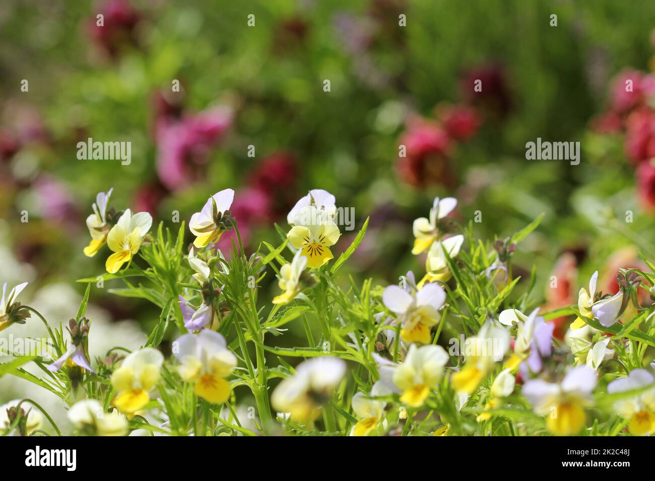 Difference colour of pansy flower, viola, spring flower Stock Photo