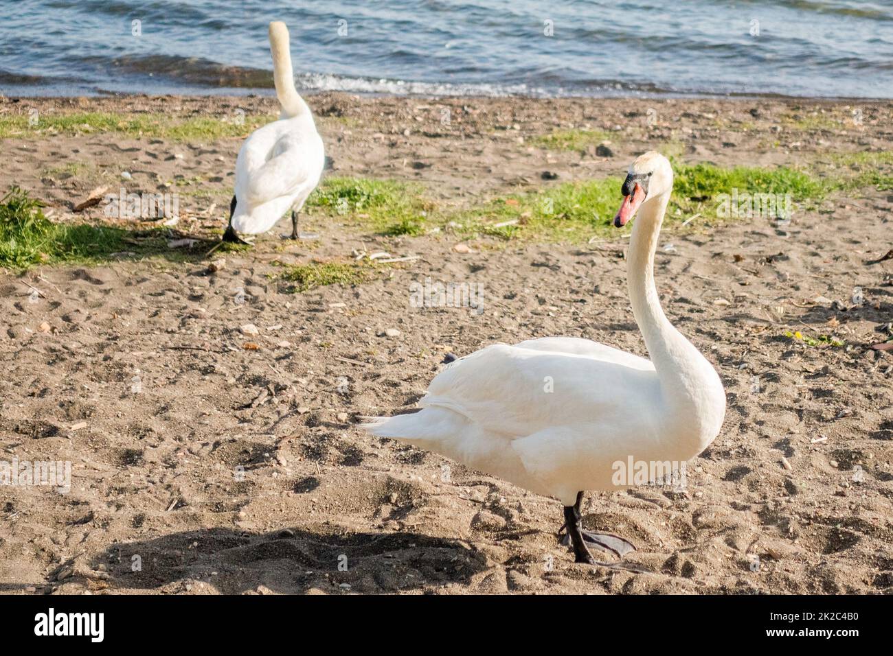 Beautiful white swan on the lake Bracciano, Italy Stock Photo