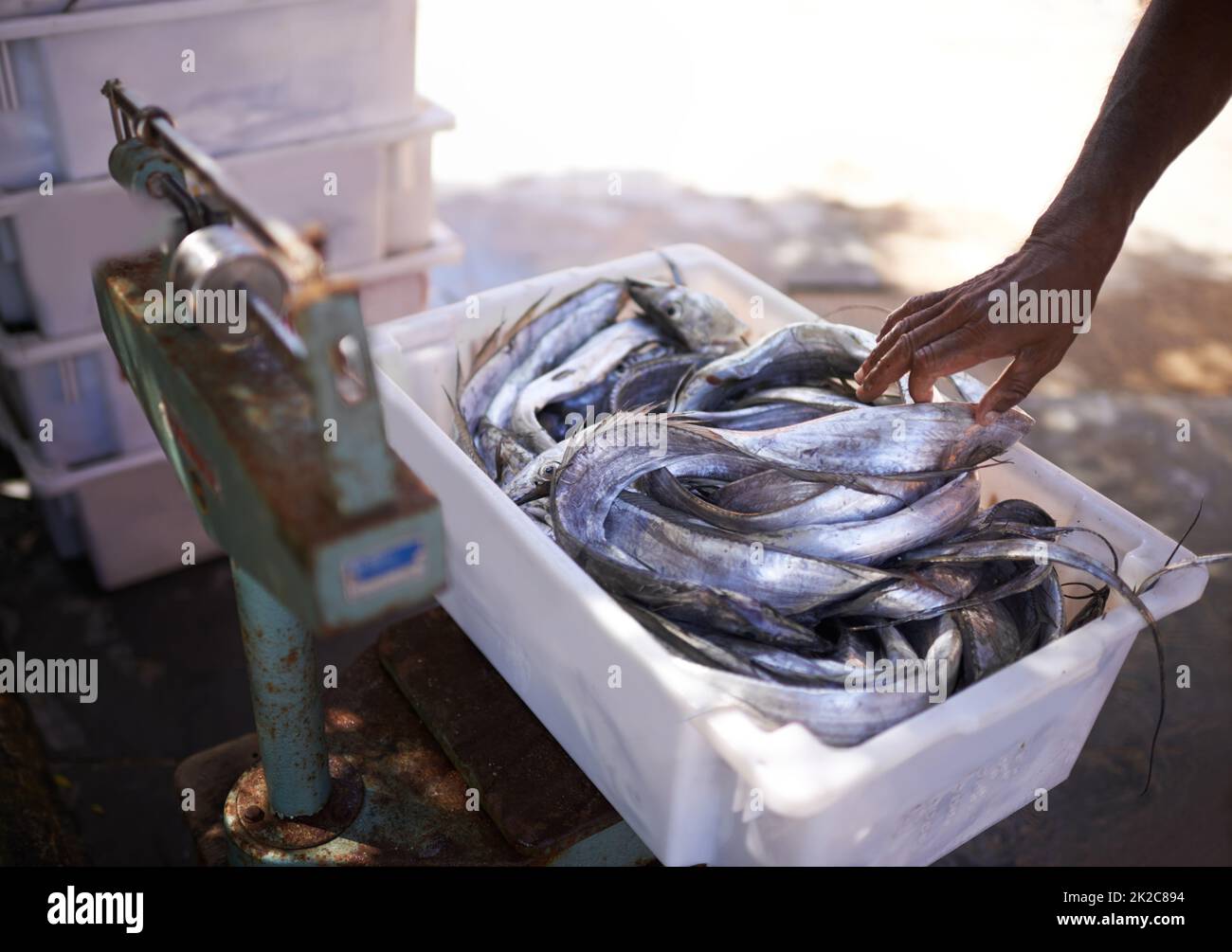 Freshly caught. Cropped shot of a container filled with freshly caught fish. Stock Photo