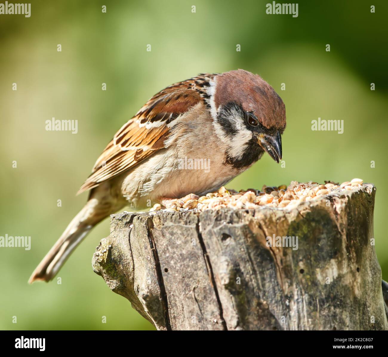 Sparrows are a family of small passerine birds, Passeridae. They are also known as true sparrows, or Old World sparrows, names also used for a particular genus of the family, Passer Stock Photo