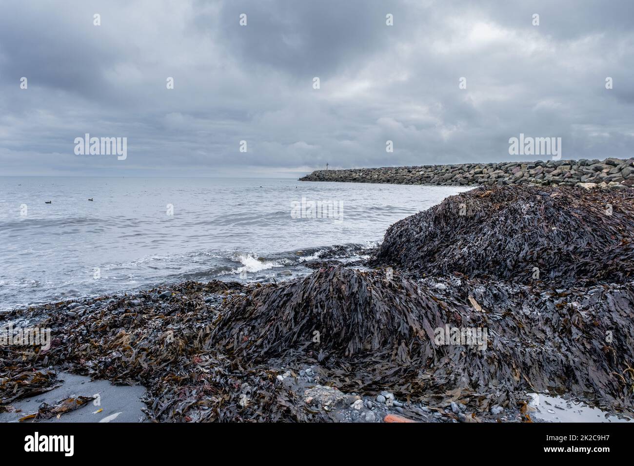 Mounds of seaweed cover Fisherman's Beach in Glace Bay Nova Scotia Canada. Stock Photo