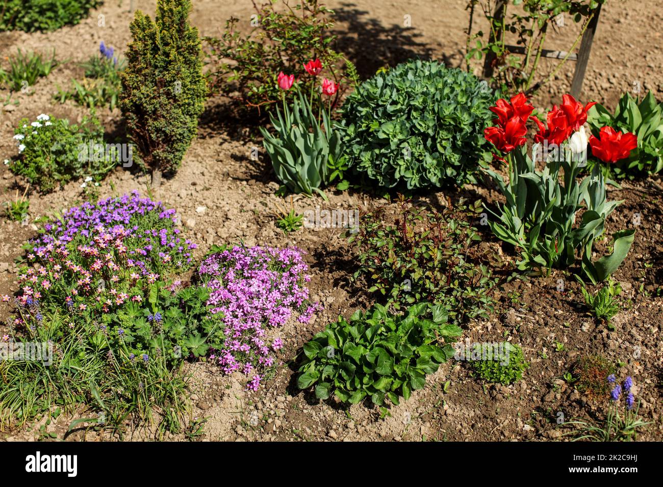 Various flowers and bushes growing in sun lit garden. Spring gardening concept. Stock Photo