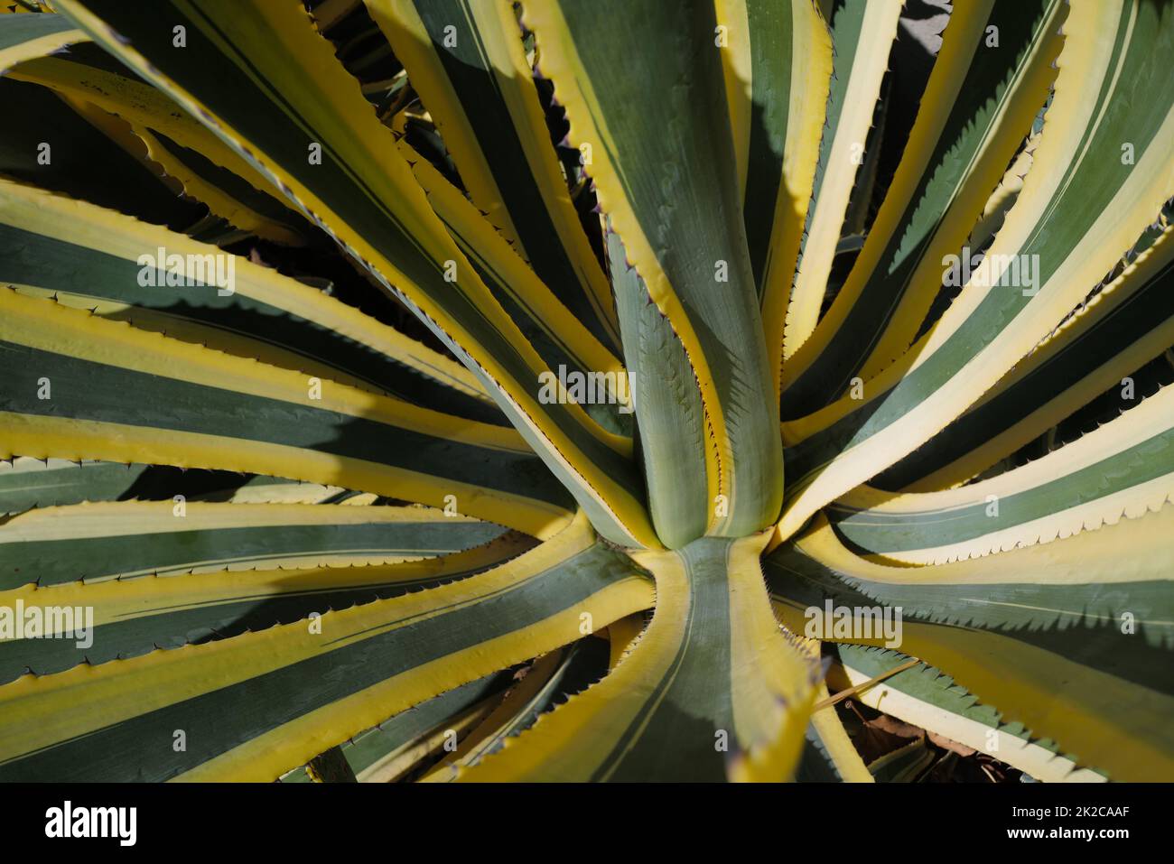 Agave green. Cactus backdround, cacti design or cactaceae pattern. Stock Photo