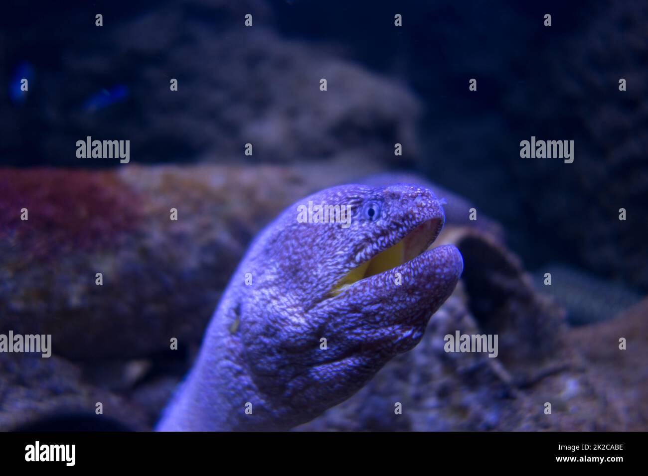 Moray eel in a coral reef Stock Photo Alamy