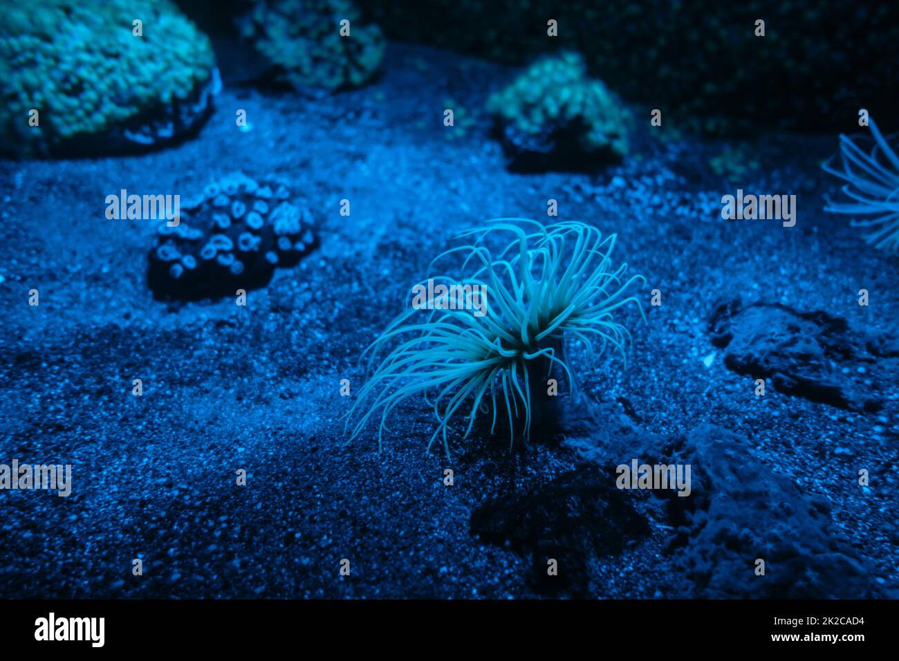 Sea Anemone On A Coral Reef Stock Photo Alamy Sea Anemone On A Coral Reef Stock Photo Alamy