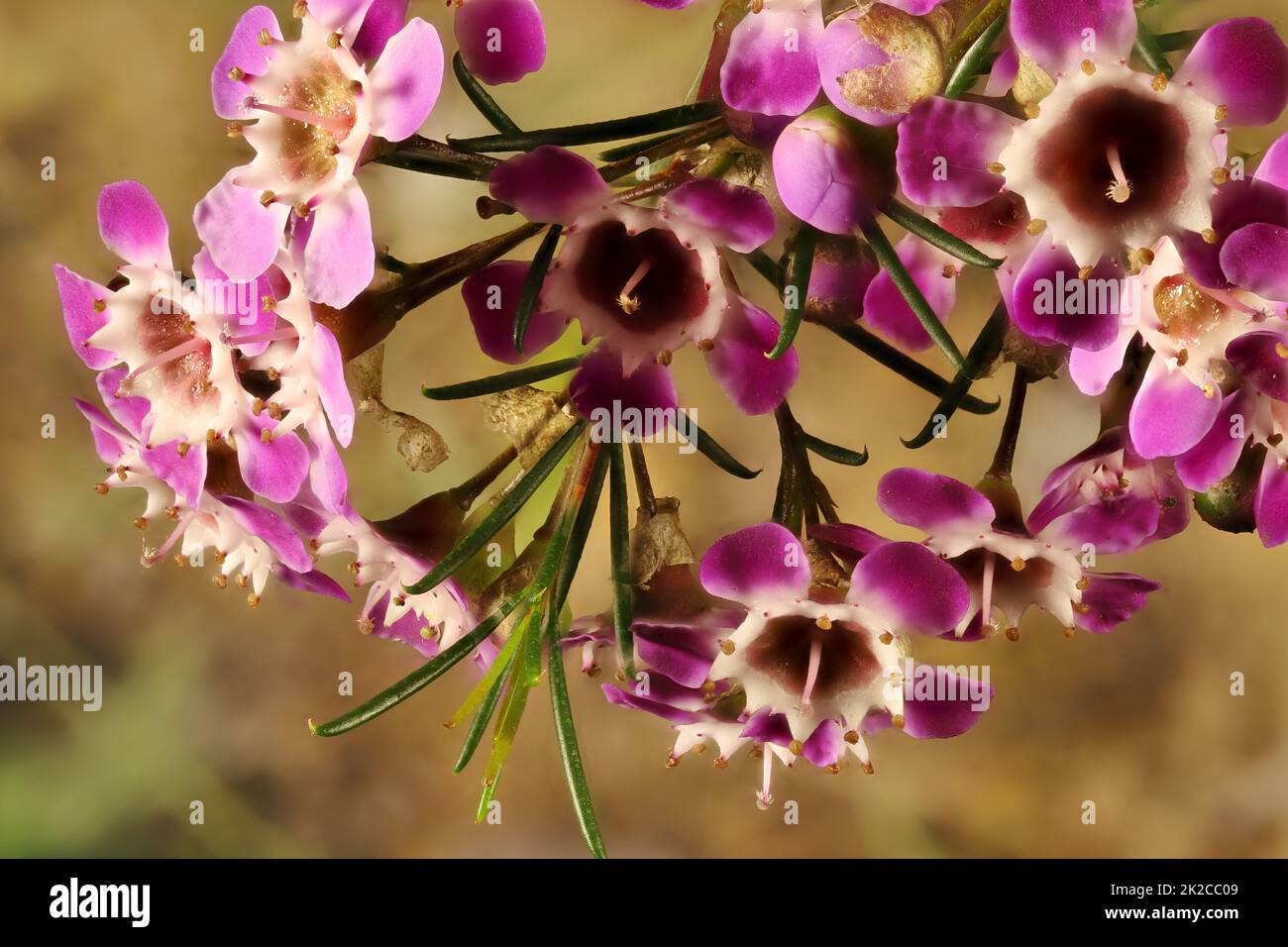 Close-up of Geraldton Wax (Chamaelaucium uncinatum)  flowers and foliage Stock Photo