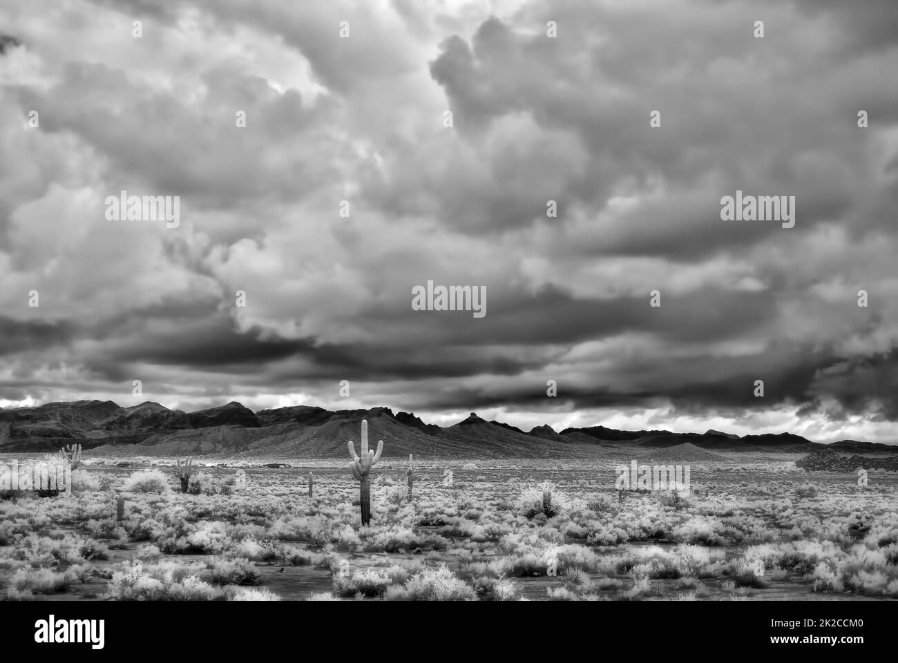 Infrared Sonora Desert Arizona Stock Photo