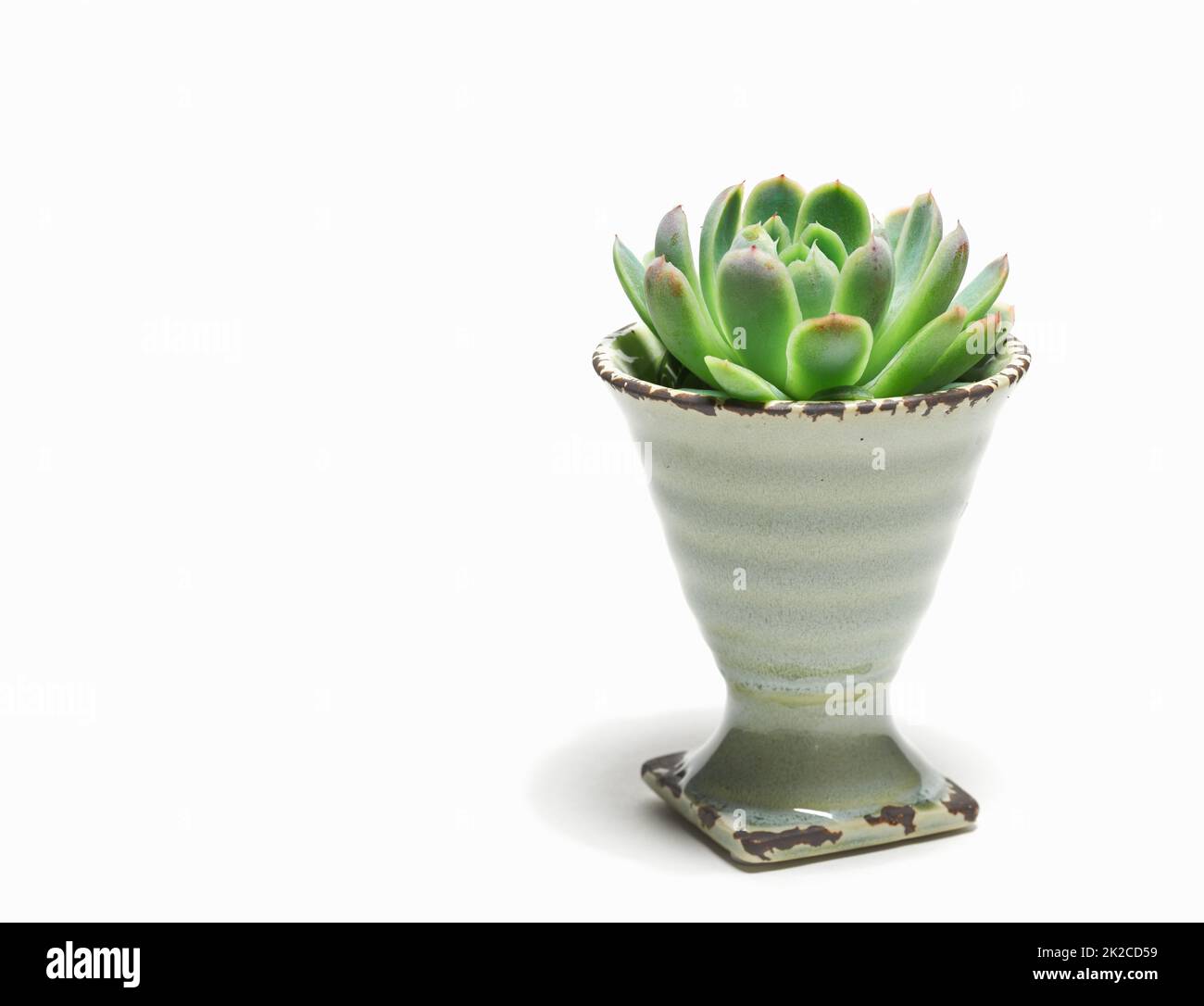 Get creative with succulent flowers. An Echeveria elegans succulent flower arranged in a porcelain eggcup - isolated. Stock Photo