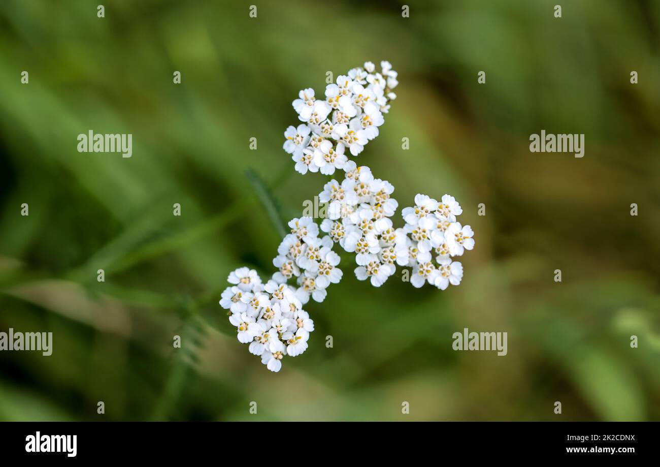 The white flowers of a yarrow stretch towards the sky. Stock Photo