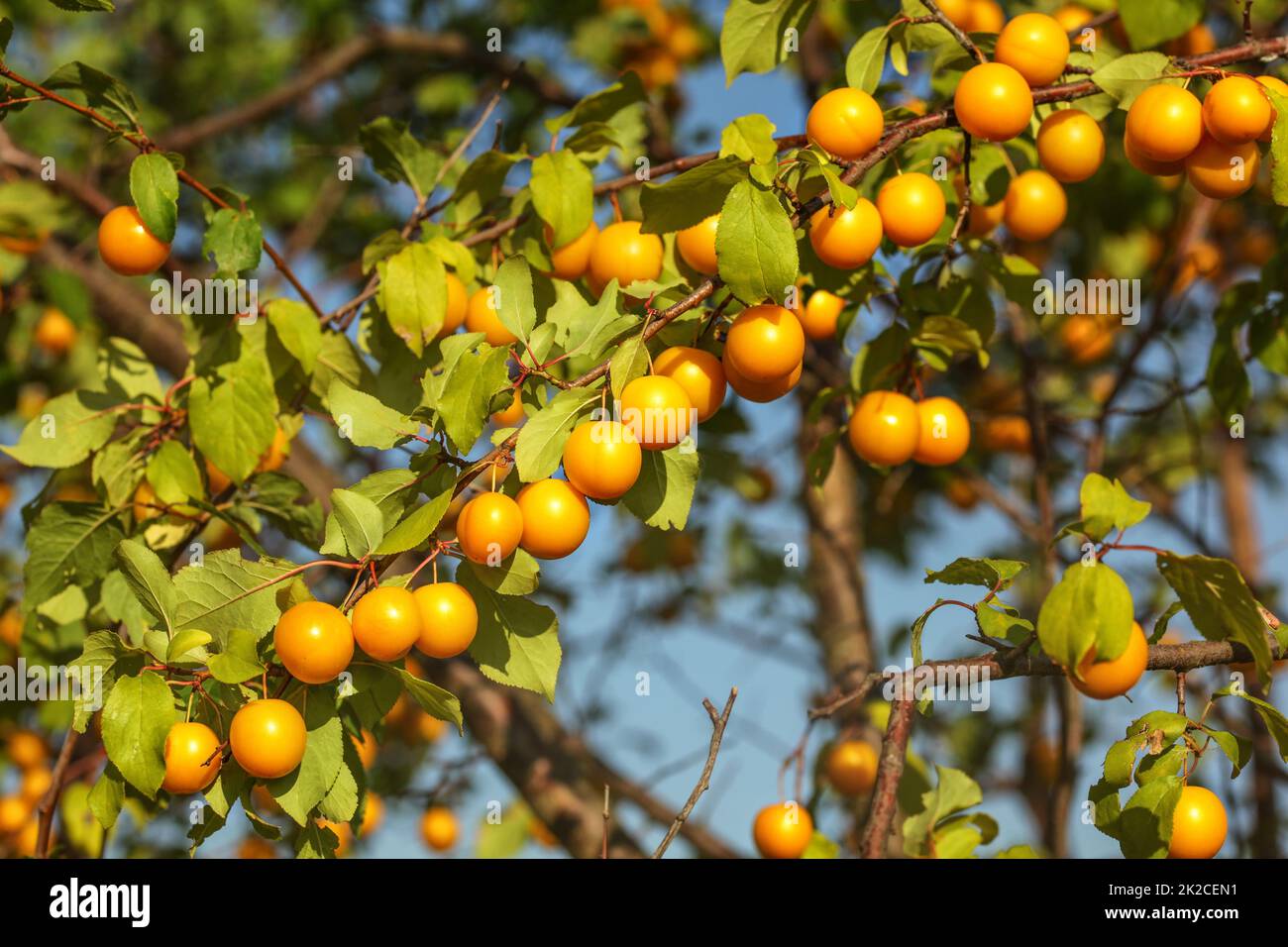 Group of yellow mirabell plums (cherry prune / Prunus domestica) on tree branch, lit by afternoon sun. Stock Photo