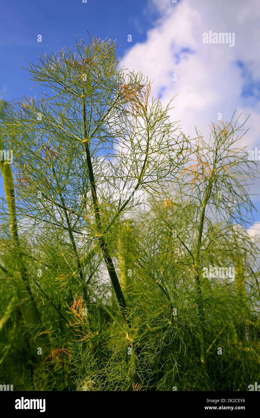 Dill is an aromatic plant from the herb garden Stock Photo
