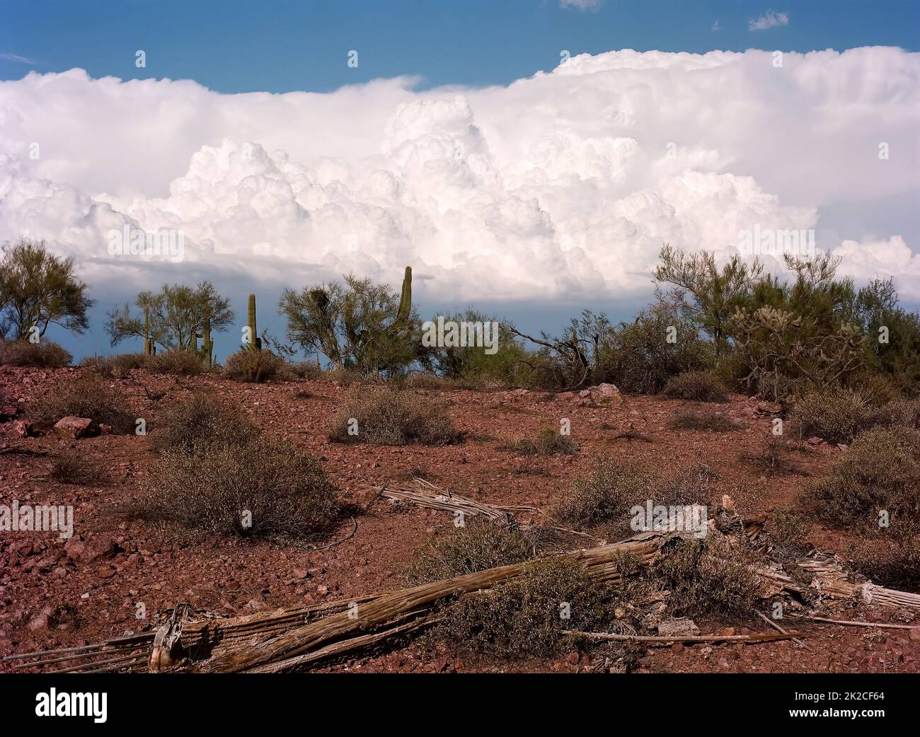 Dead Saguaro Cactus Sonora Desert Arizona Stock Photo
