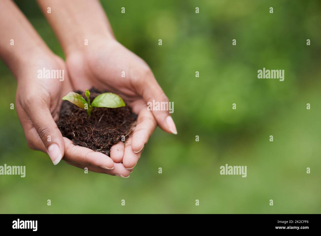 Caring for the future. Closeup shot of a womans hands holding a growing plant. Stock Photo