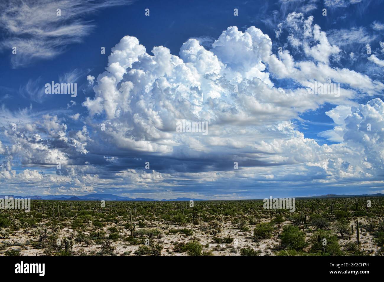Sonora Desert Arizona Stock Photo